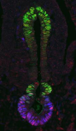 Developing pancreas and biliary system of an E10 mouse embryo.